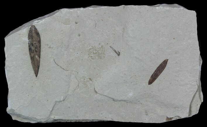 Two Fossil Leaves - Green River Formation #57274